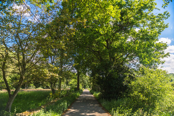 A bright spring landscape with a road hiding between trees