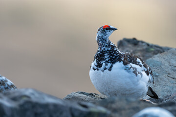 Male ptarmigan (Lagopus muta) on the mountain summit, Cairngorms, Scotland