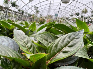 Strawberry Plant in a Greenhouse