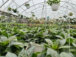 greenhouse with plants