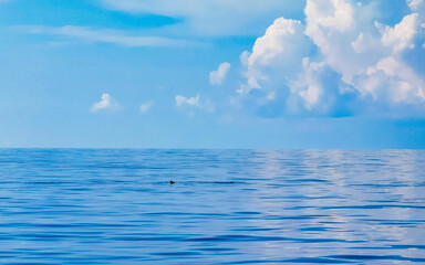 Obraz premium Huge whale shark swims on the water surface Cancun Mexico.