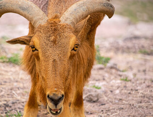 close up of a mouflon frontal 
