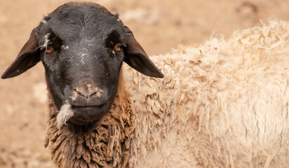 Naklejka premium black head sheep on the farm