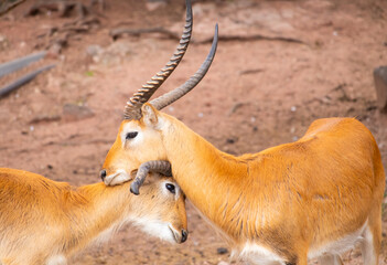 two antelopes  playing with horns