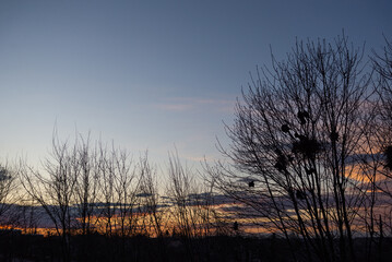 Obraz premium Crow birds are nesting in the trees against the background of the sunset. Silhouettes of trees against the background of the evening sky