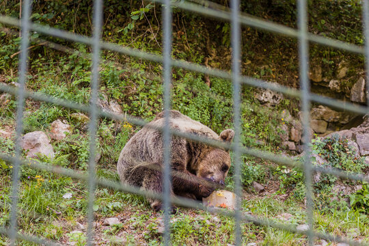 senda del oso National park Brown bear eating in a zoo fence. Nature wildife conservation