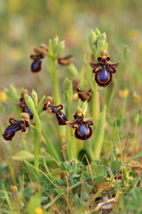 The Mirror Orchid  (Ophrys speculum) on a xerothermic grassland in the Peloponnese (Greece)