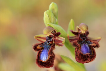 The Mirror Orchid  (Ophrys speculum) on a xerothermic grassland in the Peloponnese (Greece)