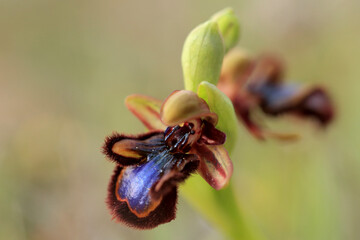 The Mirror Orchid  (Ophrys speculum) on a xerothermic grassland in the Peloponnese (Greece)