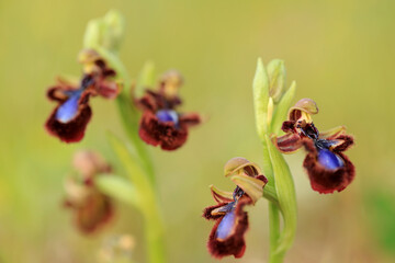 The Mirror Orchid  (Ophrys speculum) on a xerothermic grassland in the Peloponnese (Greece)