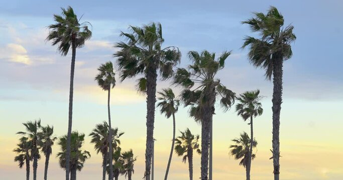 Palm tree silhouettes at twilight in Oceanside, California, USA. Dusk brings a tropical vibe from the nearby Pacific beach, with a stunning sunset afterglow. The dark, black palms