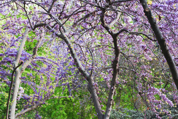 Cercis siliquastrum or Judas tree blooms with beautiful purple violet flowers in spring park garden. Eastern redbud tree blooms in springtime. Flowers on a branches twigs Lilac trees on green backdrop