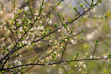 Closeup of the blossoms of a blooming blackthorn bush in spring in Bad Pyrmont, Germany