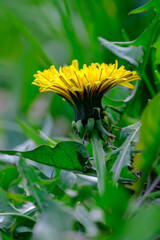 Close up of blooming yellow dandelion flowers or taraxacum officinale in green grass in spring,...