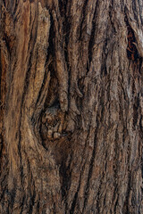 bark of a tree close up