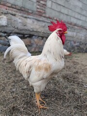 White Rooster