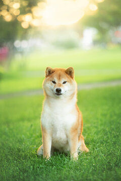 Beautiful and happy red Shiba inu dog sitting in the park at golden sunset in summer. Cute japanese shiba inu dog