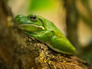 Frosch
