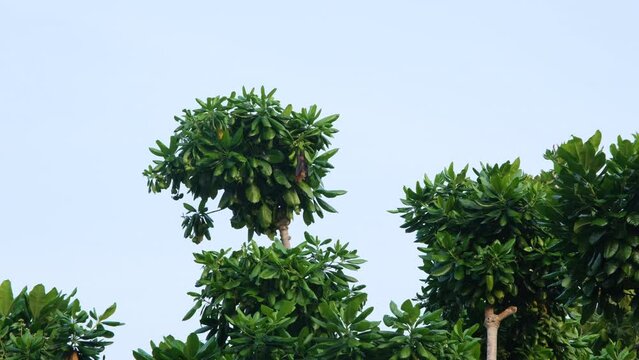 Flying fox or fruit bat (Pteropus giganteus) resting on a barringtonia tree on Thoddoo island, Maldives. Tropical nature and wildlife concept