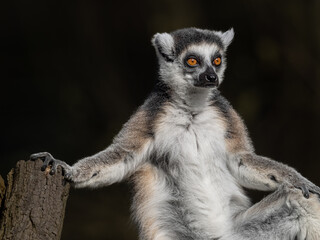 Katta