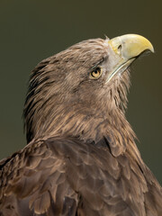 Steinadler