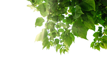 Bougainvillea green leaves isolated on white or transparent background. Cot-out green leaf