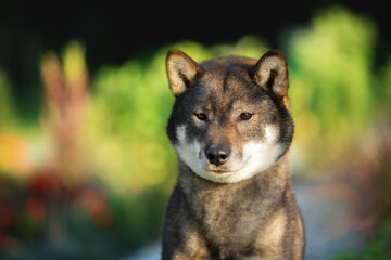 Close-up portrait of cute and beautiful japanese dog breed shikoku sitting in the park in summer