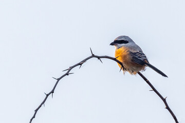 A Long tail Shrike perching on a bush branch