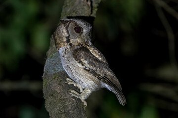 Collared scops owl or Otus lettia observed in Latpanchar in West Bengal, India