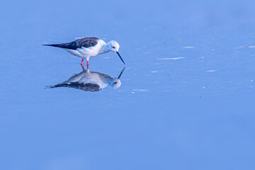 A Black Winged Stilt searching food in lake