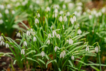 White blossom snowdrops in early spring close up