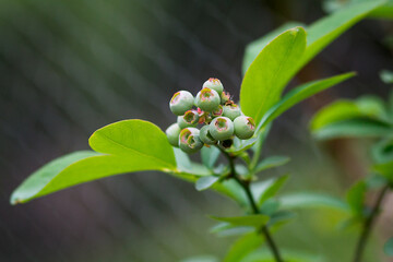 Cluster of green young blueberries with leaves