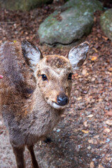 Naklejka na ściany i meble Deer in woodlands on Miyajima, Japan