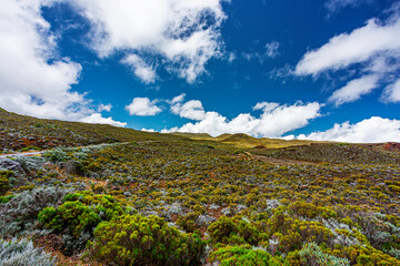 Panorama of the desert plain filled with maquis of heather from the volcano road to the Plaine des...