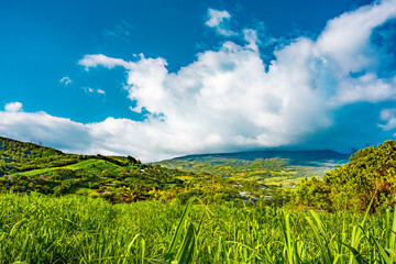 Sugar cane field in the south of Reunion Island - obrazy, fototapety, plakaty
