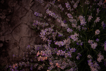 Beautiful purple lavender field at sunset. Bushes grow in even rows, going diagonally beyond the horizon. Aromatic smell. Allergy concept. Natural oils, perfumes. Copy space.