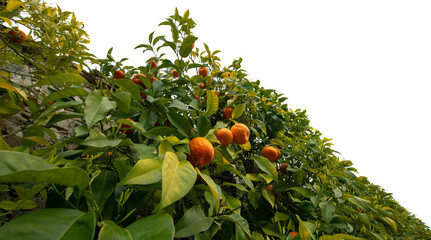 Bitter orange, Sour Orange - bigarade orange tree in the detail