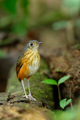 Thicket Antpitta inside tropical rainforest