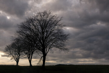 Fototapeta na wymiar Nostalgic silhouettes of bare trees on a dramatic cloudy evening sky