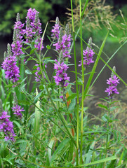 Obraz premium Lythrum salicaria grows on the riverbank and in wet places