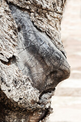 tree bark texture - 590609063