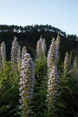 Inflorescence of Echium callythirsum in the wild