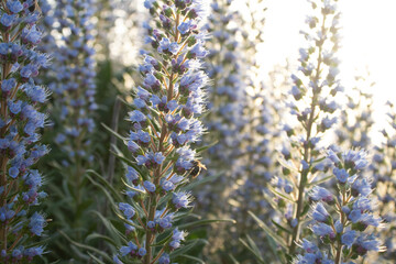 Inflorescence of Echium callythirsum in the wild
