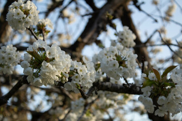 Almond tree blossoming in the spring
