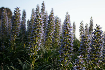 Inflorescence of Echium callythirsum in the wild