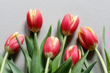 Bouquet of red tulips on paper background.