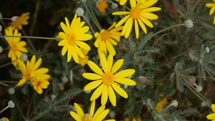 yellow flowers in the garden