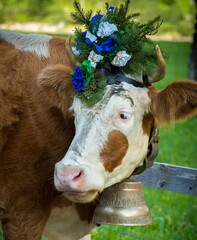 This cow was decorated as part of the 