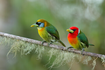 Red-headed Barbet perching on branch