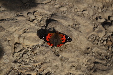 Close up view of Vanessa vulcania butterfly